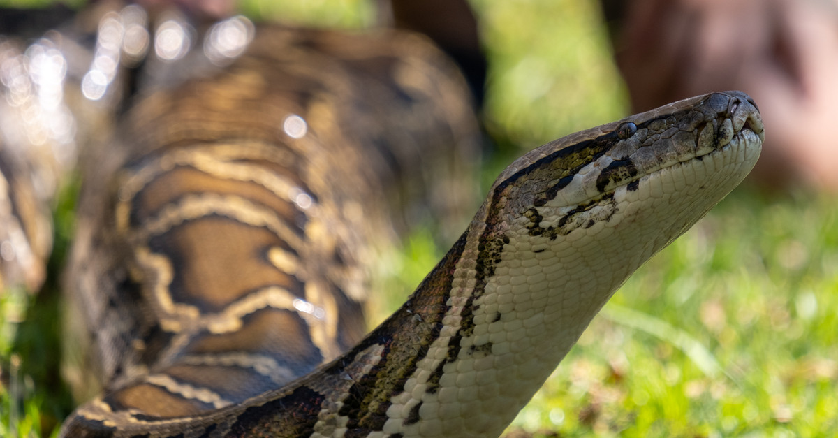 What’s the Best Time of Year To Hunt Pythons in Florida?