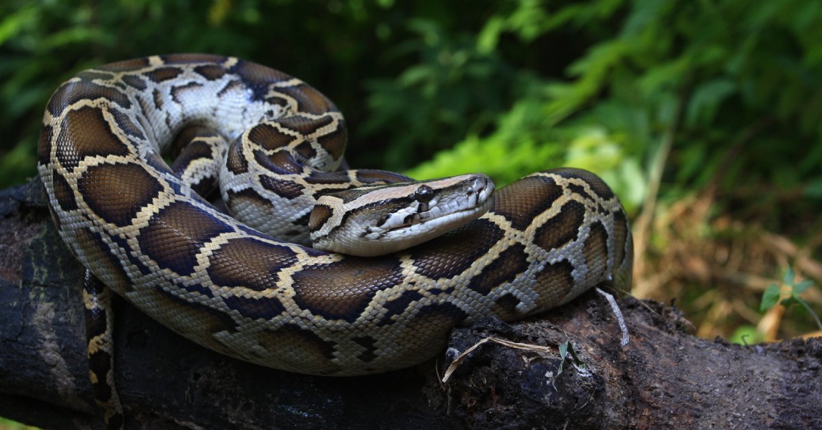 Where Do Everglades Pythons Like To Hide?