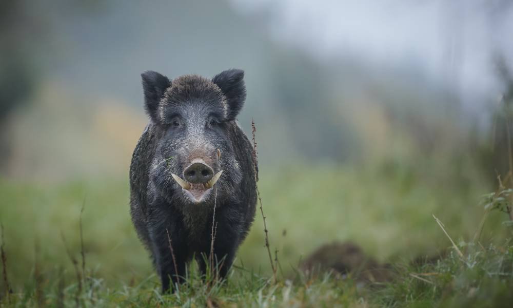 Which States Have the Worst Wild Hog Problems?