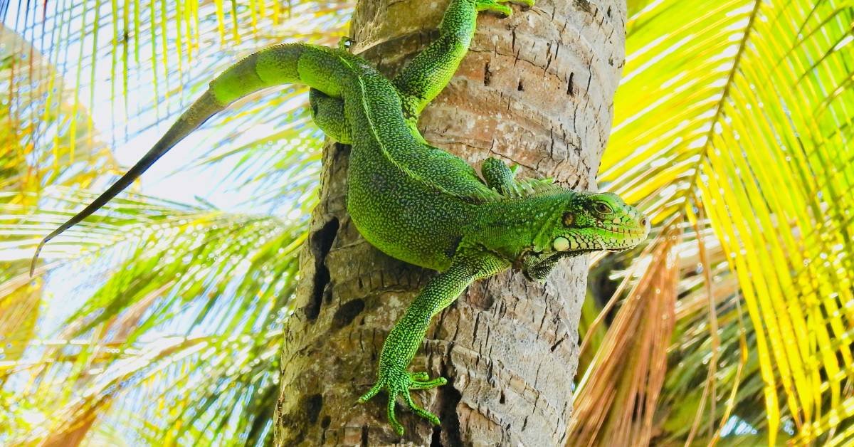 Picture of Types of Baits That Attract Green Iguanas