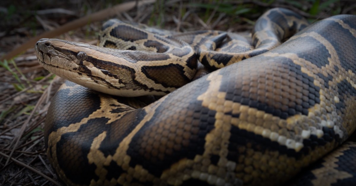 Where Do Everglades Pythons Like To Hide?