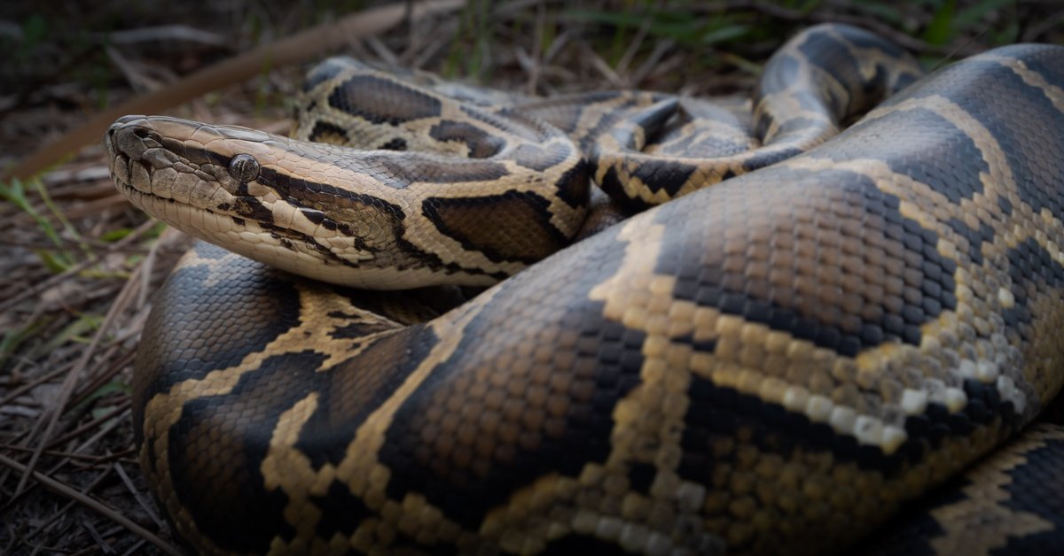 8 Ways Burmese Pythons Harm the Environment
